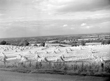 Corn-Stooks-on-BD-Hills-1955 Corn-Stooks-on-BD-Hills-1955
