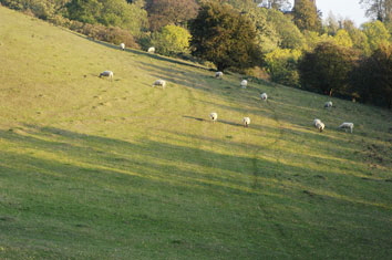 Sheep-Grazing Sheep-Grazing
