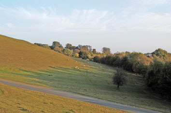 Sheep-Grazing2 Sheep-Grazing2