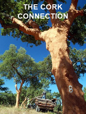 Stripped-Cork-Oak